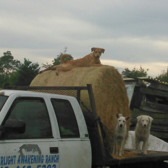 Meet your Posher, Tasha - Picture 6 of 8